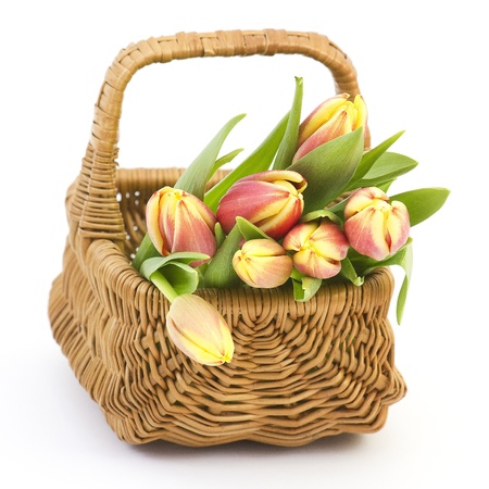 fresh tulipsの写真素材