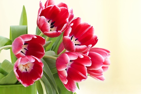 bouquet of fresh tulipsの写真素材