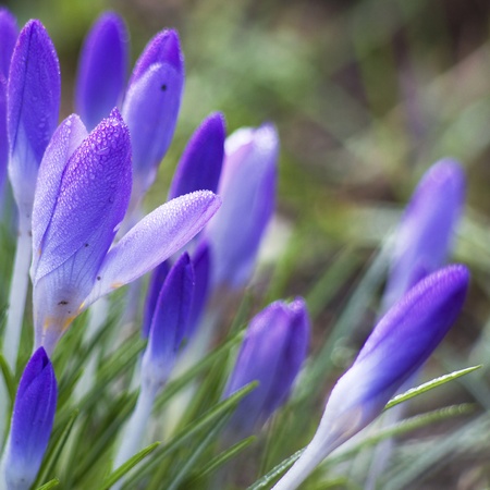 lot of purple crocus flowers in springの写真素材
