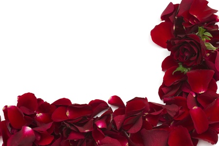 frame of red rose petalsの写真素材