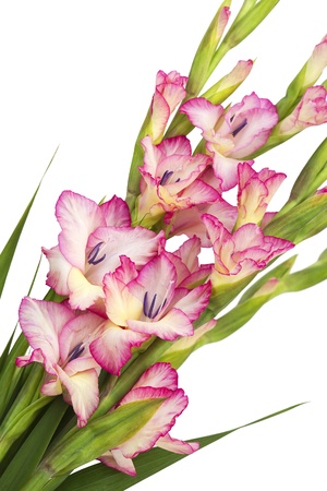 pink gladiolusの写真素材