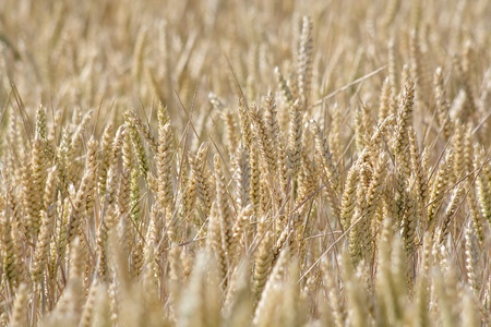 golden wheat field in summer の写真素材