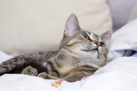 little kittenの写真素材