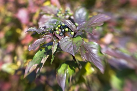 green and black berries in autumn bushの写真素材