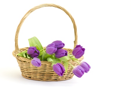violet tulips in a basketの写真素材