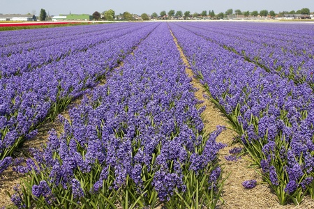 field of hyacinthsの写真素材