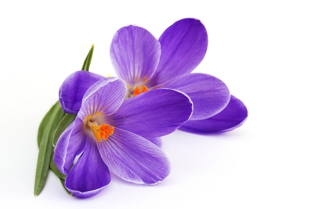 crocus - flowers of springの写真素材