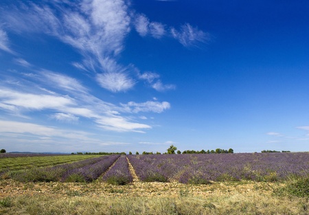 Lavender field in the region of Provence, southern Franceの写真素材