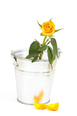 single yellow rose in bucketの写真素材