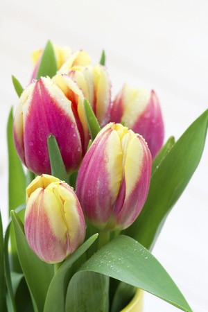 Colorful fresh spring tulips flowers with dew drops の写真素材