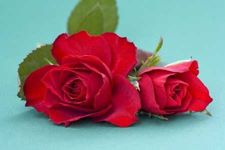 red rosesの写真素材