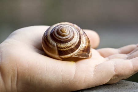 snail shellの写真素材