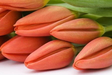 fresh tulipsの写真素材