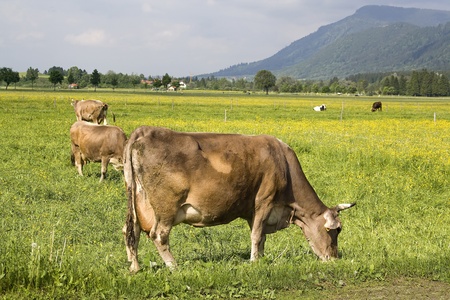 grazing cowsの写真素材
