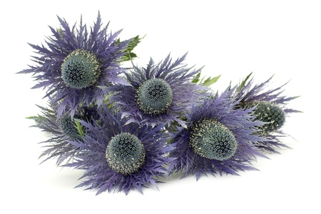 blue flowersの写真素材