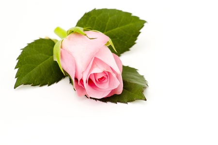 pink roseの写真素材