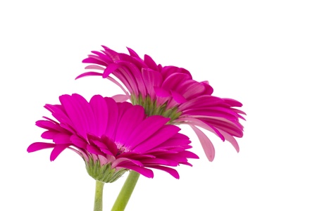 gerbera daisiesの写真素材