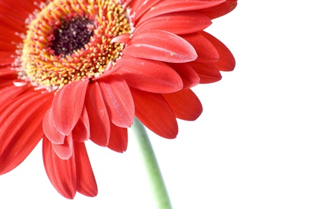 red gerberの写真素材