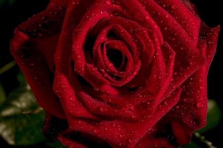 red roseの写真素材