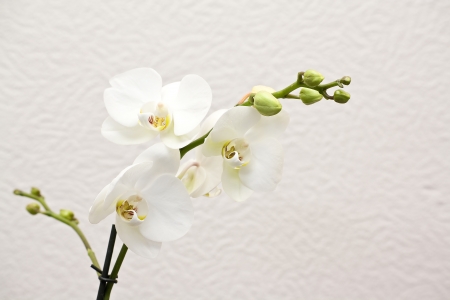 Orchidの写真素材