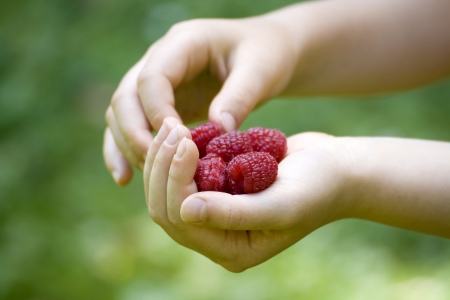 Child's hand full of red raspberriesの写真素材