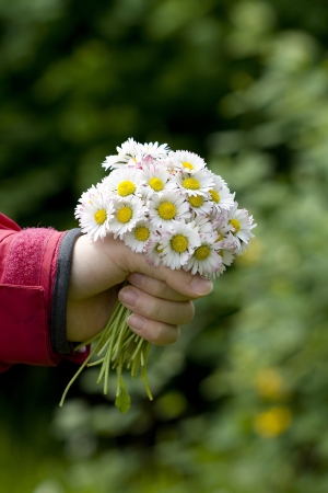 daisies - a gift for the motherの写真素材