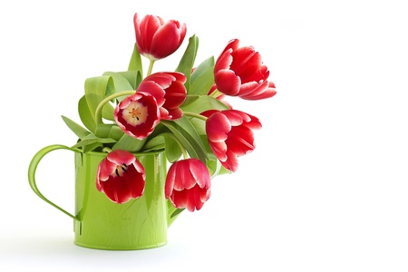 bunch of red tulipsの写真素材