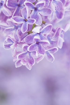 Blooming lilac flowers. Abstract background. の写真素材