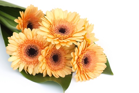 bunch of orange gerbera daisiesの写真素材