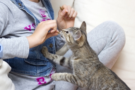 A child feeding kitten の写真素材