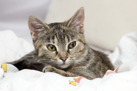 little kittenの写真素材