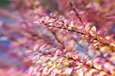 branch of berberisの写真素材
