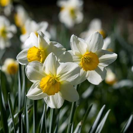 narcissus - sign of springの写真素材