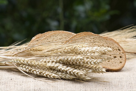 Sliced brown bread and wheat earsの写真素材