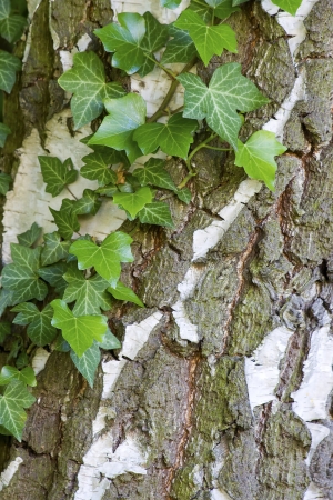 natural background with ivy leaves on bark の写真素材