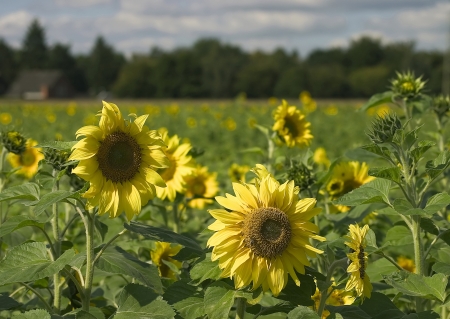 field of sunflowersの写真素材