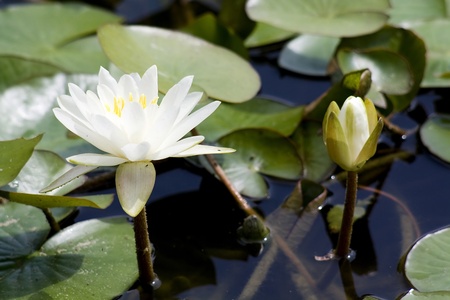 white water lily on the lakeの写真素材