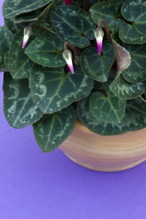 cyclamen flowerpotの写真素材