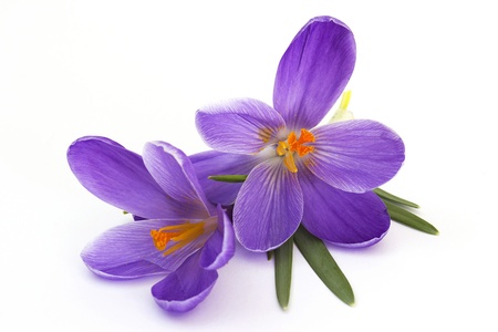 crocus - flowers of springの写真素材