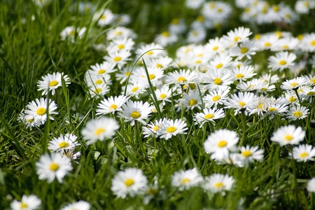 background of blooming daisiesの写真素材