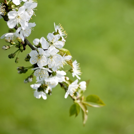 Branch of a blossoming tree with white flowersの写真素材