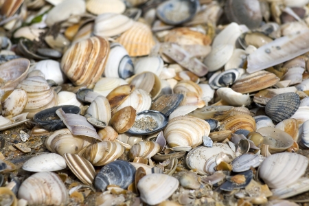 seashell background with various kinds of shellsの写真素材