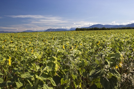 sunflowers field in Provenceの写真素材