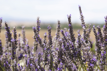 lavender flowers