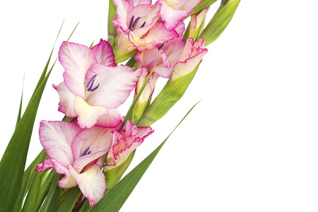 pink gladiolusの写真素材
