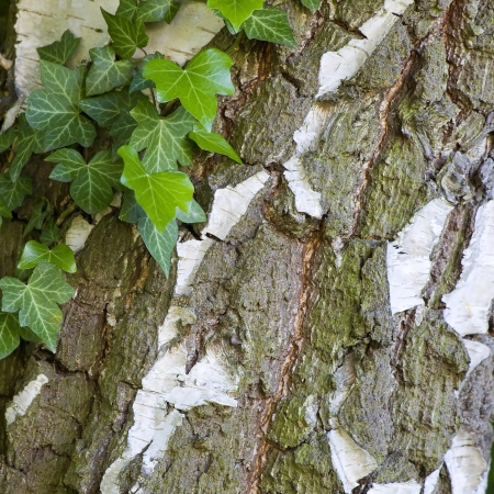 natural background with ivy leaves on bark の写真素材