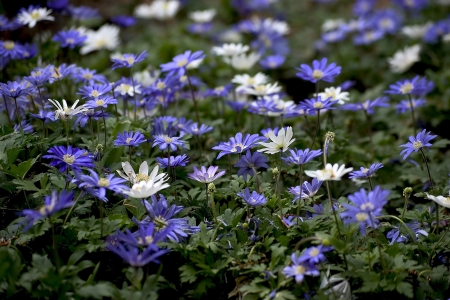 purple japanese anemone flowersの写真素材