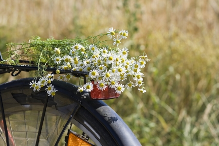 white chamomiles bouquet の写真素材