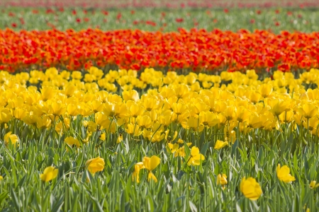 tulip field in the Netherlandsの写真素材