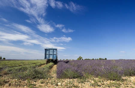 Lavender field in the region of Provence, southern Franceの写真素材